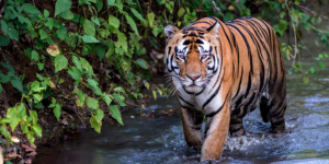 KANHA JUNGLE SAFARI