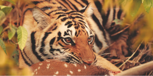 PENCH NATIONAL PARK