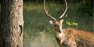 KANHA NATIONAL PARK