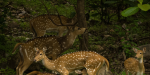 NAGPUR - PENCH