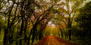 PENCH - TRANSFER TO PACHMARHI
