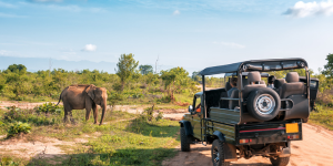 KANHA JUNGLE SAFARI - BANDHAVGARH