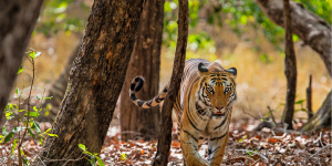 BANDHAVGARH JUNGLE SAFARI  - PENCH