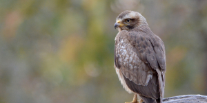 PENCH JUNGLE SAFARI