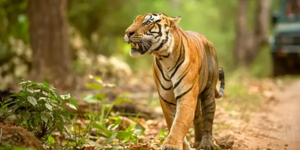 KANHA JUNGLE SAFARI