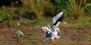 KANHA – PENCH