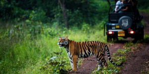 PENCH JUNGLE SAFARI