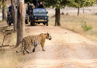 WILD ENCOUNTERS